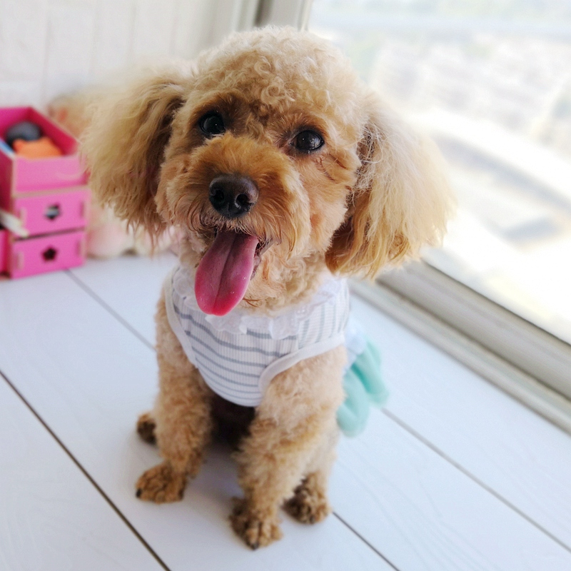 Cheap On Sale Pet Dress For Do - Baby Clothing Sale recension och pris
